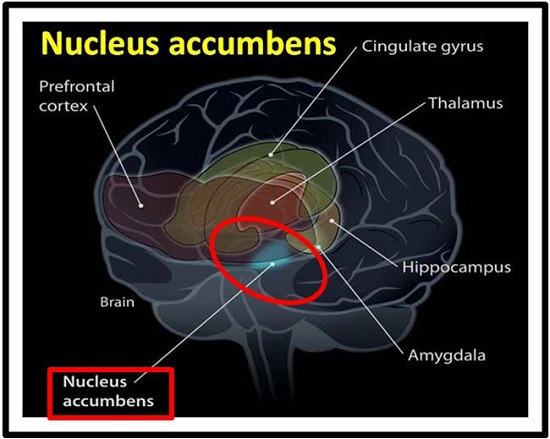 Nucleus accumbens (Amygdala)