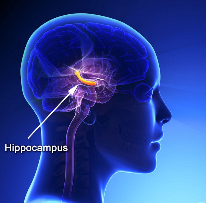 Hippocamputs and the "Whole-Brain State"